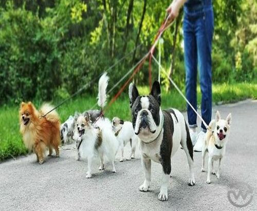 The best puppy walkers – Doggone Fun LLC