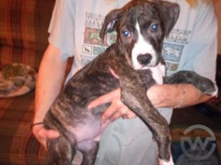 Beautiful male brindle pit pup for sale!