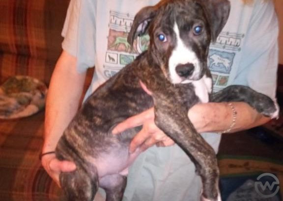 Beautiful male brindle pit pup for sale!